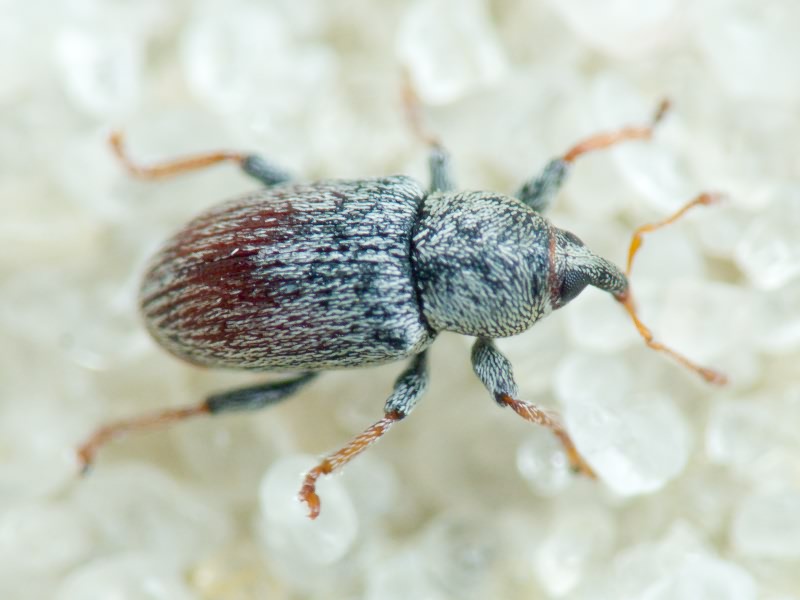 Curculionidae Latreille, 1802